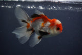 Juvenile Thai Oranda  Tricolor 3.5 Inch (ID#1231To13b-74) Free2Day SHIPPING