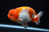 Lionchu  Red White 4.5 Inch (ID#311R12b-85) Free2Day SHIPPING