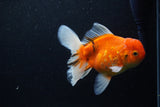 Thai Oranda  Calico 5 Inch (ID#1206To5b-99) Free2Day SHIPPING