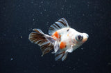 Butterfly  Calico 3.5 Inch (ID#411B8b-43) Free2Day SHIPPING
