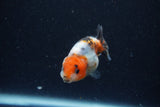 Baby Ranchu  Calico 2.5 Inch (ID#1220R9c-35) Free2Day SHIPPING