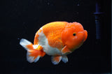 Lionchu  Red White 4.5 Inch (ID#311R12b-85) Free2Day SHIPPING