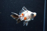Butterfly  Calico 3.5 Inch (ID#411B8b-43) Free2Day SHIPPING