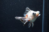 Butterfly  Calico 3.5 Inch (ID#411B8b-43) Free2Day SHIPPING