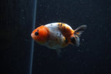 Baby Ranchu  Calico 2.5 Inch (ID#1220R9c-35) Free2Day SHIPPING