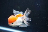 Juvenile Thai Oranda  Tricolor 4 Inch (ID#1018To13b-90) Free2Day SHIPPING