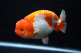 Lionchu  Red White 4.5 Inch (ID#311R12b-85) Free2Day SHIPPING