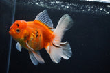 Thai Oranda  Calico 5 Inch (ID#1206To5b-99) Free2Day SHIPPING