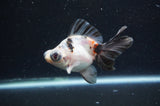 Butterfly  Calico 3.5 Inch (ID#411B8b-43) Free2Day SHIPPING