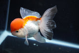 Juvenile Thai Oranda  Tricolor 4 Inch (ID#1018To13b-90) Free2Day SHIPPING