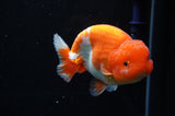 Lionchu  Red White 4.5 Inch (ID#311R12b-85) Free2Day SHIPPING