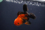 Juvenile Thai Oranda  Red Black 4 Inch (ID#1231To13b-75) Free2Day SHIPPING