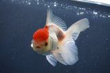 Juvenile Thai Oranda  Red White 4 Inch (ID#906To13bpt6-50) Free2Day SHIPPING