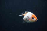 Baby Ranchu  Calico 2.5 Inch (ID#1220R9c-35) Free2Day SHIPPING