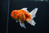 Thai Oranda  Calico 5 Inch (ID#1206To5b-99) Free2Day SHIPPING