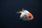 Baby Ranchu  Calico 2.5 Inch (ID#1220R9c-35) Free2Day SHIPPING