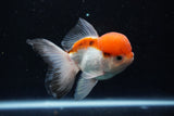 Juvenile Thai Oranda  Tricolor 4 Inch (ID#1018To13b-90) Free2Day SHIPPING