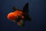 Juvenile Thai Oranda  Red Black 4 Inch (ID#1231To13b-75) Free2Day SHIPPING