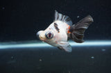 Butterfly  Calico 3.5 Inch (ID#411B8b-43) Free2Day SHIPPING