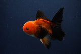 Juvenile Thai Oranda  Red Black 4 Inch (ID#1231To13b-75) Free2Day SHIPPING