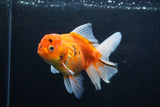 Thai Oranda  Calico 5 Inch (ID#1206To5b-99) Free2Day SHIPPING