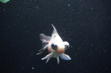 Butterfly  Calico 3.5 Inch (ID#411B8b-43) Free2Day SHIPPING