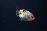 Baby Ranchu  Calico 2.5 Inch (ID#1220R9c-35) Free2Day SHIPPING