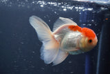 Juvenile Thai Oranda  Red White 4 Inch (ID#906To13bpt6-50) Free2Day SHIPPING