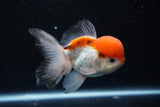 Juvenile Thai Oranda  Tricolor 4 Inch (ID#1018To13b-90) Free2Day SHIPPING