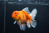 Thai Oranda  Calico 5 Inch (ID#1206To5b-99) Free2Day SHIPPING