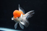 Juvenile Thai Oranda  Tricolor 4 Inch (ID#1018To13b-90) Free2Day SHIPPING