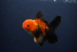 Juvenile Thai Oranda  Red Black 4 Inch (ID#1231To13b-75) Free2Day SHIPPING