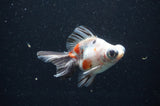 Butterfly  Calico 3.5 Inch (ID#411B8b-43) Free2Day SHIPPING