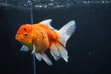 Thai Oranda  Calico 5 Inch (ID#1206To5b-99) Free2Day SHIPPING