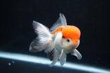 Juvenile Thai Oranda  Tricolor 4 Inch (ID#1018To13b-90) Free2Day SHIPPING