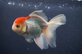 Juvenile Thai Oranda  Red White 4 Inch (ID#906To13bpt6-50) Free2Day SHIPPING