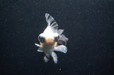 Butterfly  Calico 3.5 Inch (ID#411B8b-43) Free2Day SHIPPING