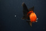 Juvenile Thai Oranda  Red Black 4 Inch (ID#1231To13b-75) Free2Day SHIPPING