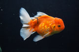 Thai Oranda  Calico 5 Inch (ID#1206To5b-99) Free2Day SHIPPING