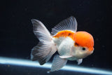 Juvenile Thai Oranda  Tricolor 4 Inch (ID#1018To13b-90) Free2Day SHIPPING