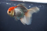 Juvenile Thai Oranda  Red White 4 Inch (ID#906To13bpt6-50) Free2Day SHIPPING