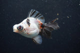 Butterfly  Calico 3.5 Inch (ID#411B8b-43) Free2Day SHIPPING