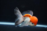 Juvenile Thai Oranda  Tricolor 4 Inch (ID#1018To13b-90) Free2Day SHIPPING