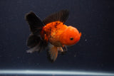 Juvenile Thai Oranda  Red Black 4 Inch (ID#1231To13b-75) Free2Day SHIPPING