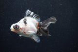 Butterfly  Calico 3.5 Inch (ID#411B8b-43) Free2Day SHIPPING