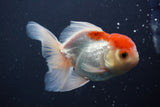 Juvenile Thai Oranda  Red White 4 Inch (ID#906To13bpt6-50) Free2Day SHIPPING