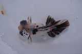 Butterfly  Calico 3.5 Inch (ID#411B8b-43) Free2Day SHIPPING