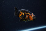 Baby Ranchu  Calico 2.5 Inch (ID#1220R9c-36) Free2Day SHIPPING