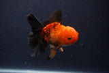 Juvenile Thai Oranda  Red Black 4 Inch (ID#1231To13b-75) Free2Day SHIPPING