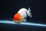 Juvenile Lionchu  Red White 3.5 Inch (ID#224R11b-20) Free2Day SHIPPING